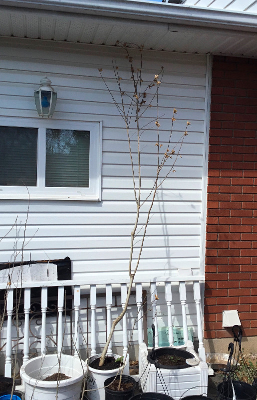 Potted Trees Mulberry Trees,  Maples & Rose of Sharon Trees in Plants, Fertilizer & Soil in Sarnia - Image 2