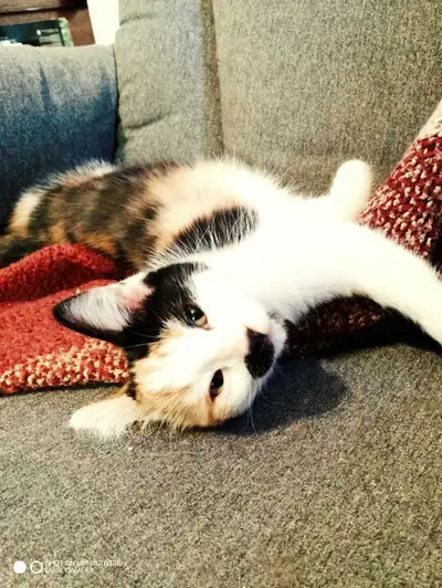 Kitten named 'Up', View more