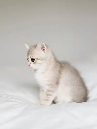 Scottish Fold x British Shorthair Kittens, View more