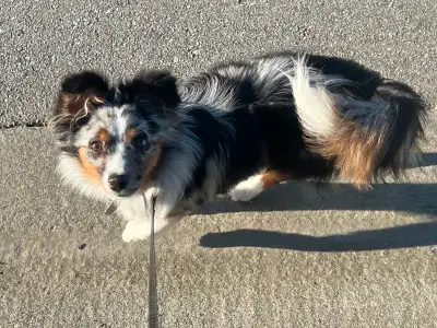 Meet Your New Best Friend!  Toy Aussie Available, View more