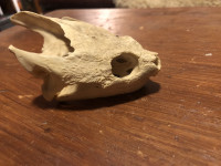 Turtle skull FOR TRADE ONLY