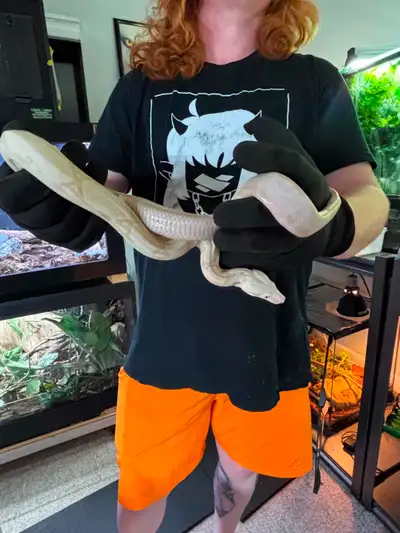 Snakes for Rehoming, View more