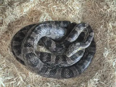 Anery cornsnake with enclosure, View more