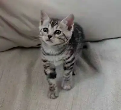 Chatons Bengal silver, prêts à partir !!, View more