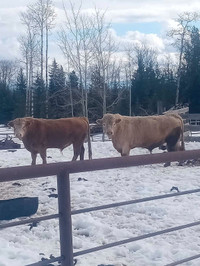 Hereford Charolais x bull