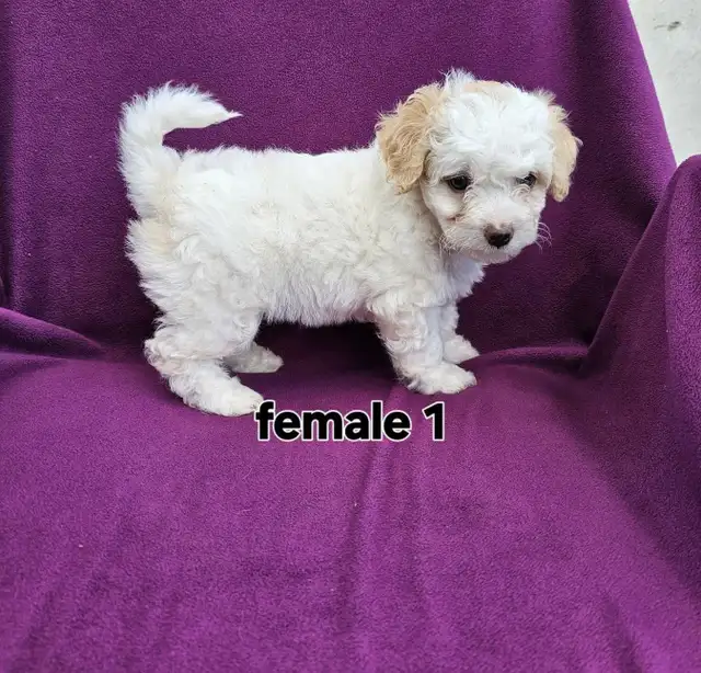 Bichonpoo puppies  in Dogs & Puppies for Rehoming in Stratford - Image 9