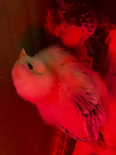 ameraucana chicks for sale. , View more