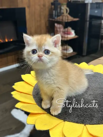 British shorthair By12 09 61 DBE UNIQUE, View more
