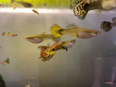 Summer Pre-Sale on Fish, Shrimp, Plants & Hardware!, View more