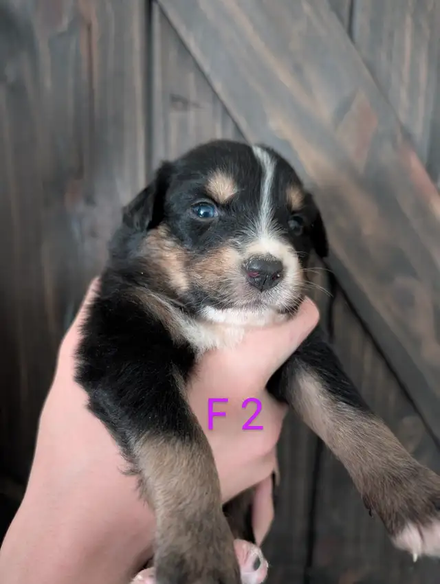 Berger australien prêt a partir in Dogs & Puppies for Rehoming in City of Montréal - Image 6
