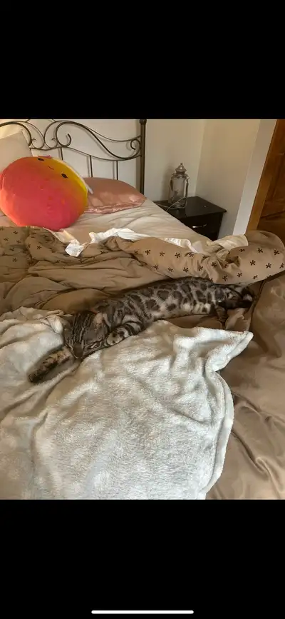 Magnifique chat bengal de 2 ans, View more