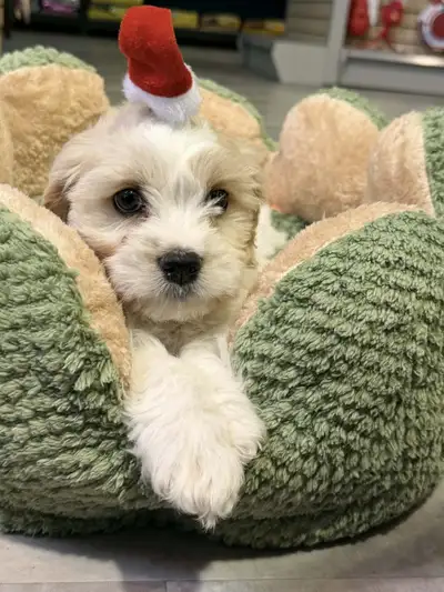 chiots cavachon (cavalier X bichon), View more