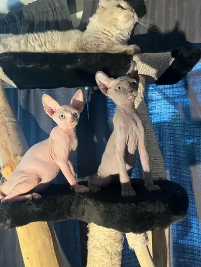 chaton SPHYNX standard elf et bambino, View more