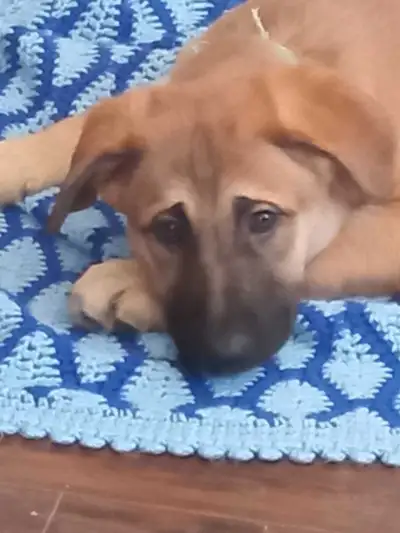 Last one and the most adorable. Adorable puppies are looking for caring and responsible forever home...