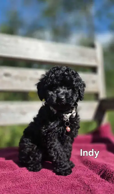 Sweetest Miniature Poodle Puppies OPEN TO OFFERS, View more