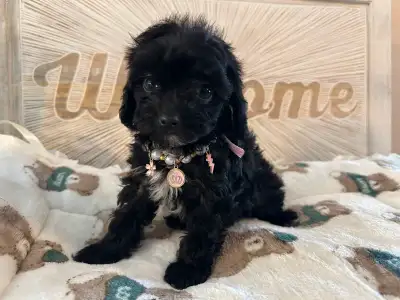 Last 2 ❤️Gorgeous Maltipoo puppies Available❤️, View more