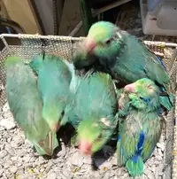Turquiose baby parrotlets 