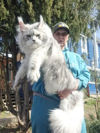 SPACEMAN- GORGEOUS SILVER MAINE COON male (WCF), View more