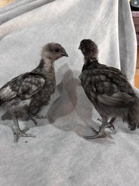 Chocolate, blue, olive laying 4 week old pullets guaranteed