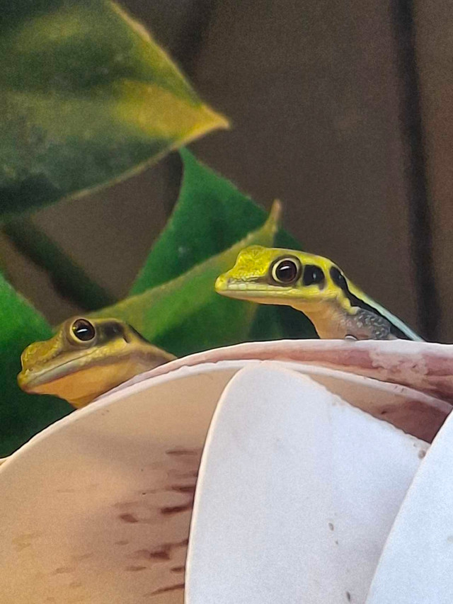 Juvenile neon day geckos in Reptiles & Amphibians for Rehoming in Oshawa / Durham Region