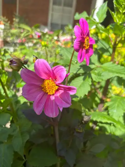 Dahlia plants, View more
