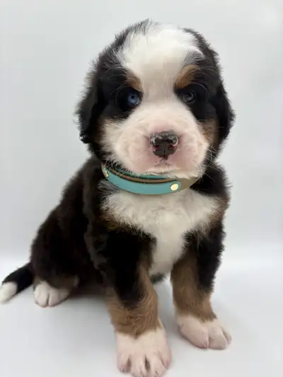 Bernese Mountain Dog, View more