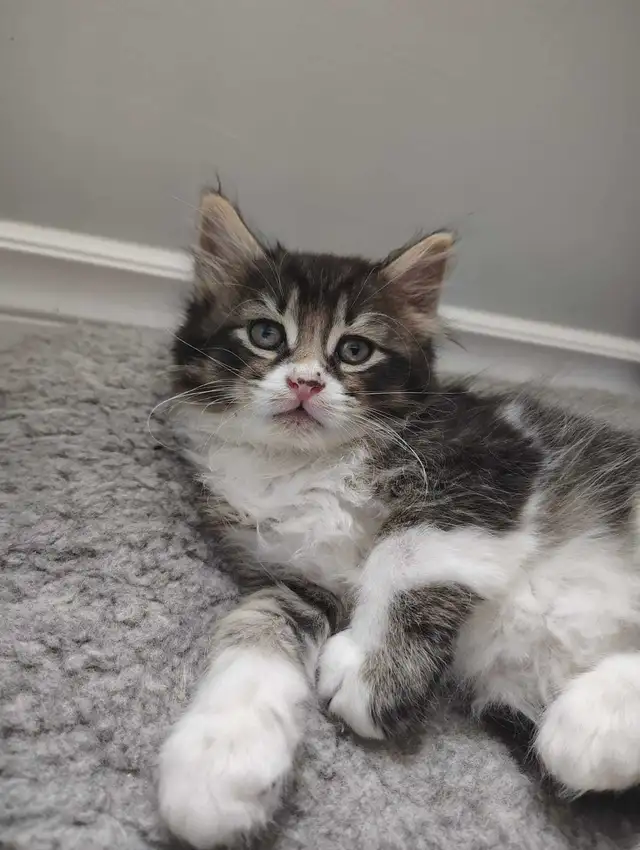 5 Kittens Long hair in Cats & Kittens for Rehoming in Chatham-Kent - Image 6