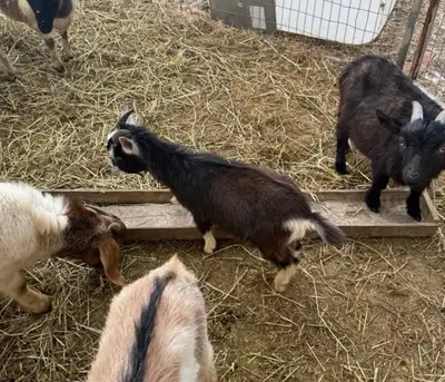 Goats for sale! , View more