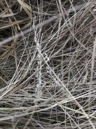 Hay for small animals (Rabbits, Bunny, Guinea pig), View more