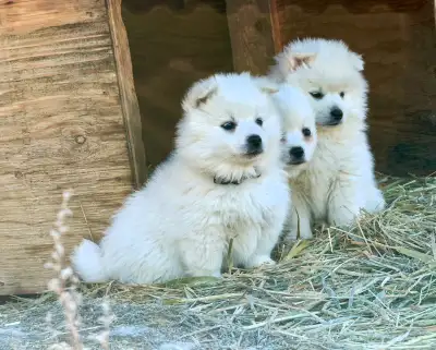 American Eskimo Puppies For Sale, View more