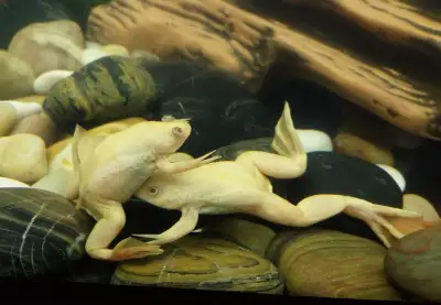 BEAUTIFUL ALBINO CLAWED FROGS, View more