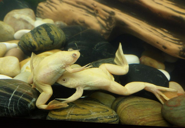 BEAUTIFUL ALBINO CLAWED FROGS in Fish for Rehoming in North Bay