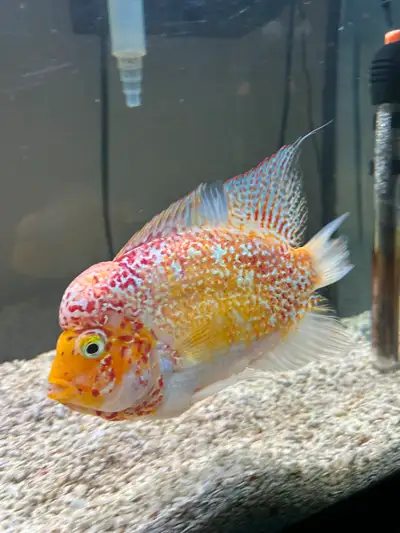 GOLDEN BASE FLOWERHORN AQUARIUM CICHLID FISH 1, View more