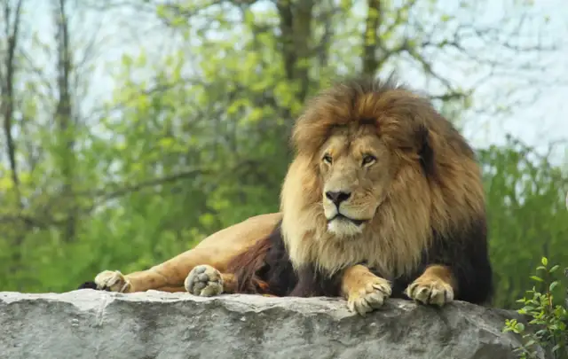 African Lion Safari family passes