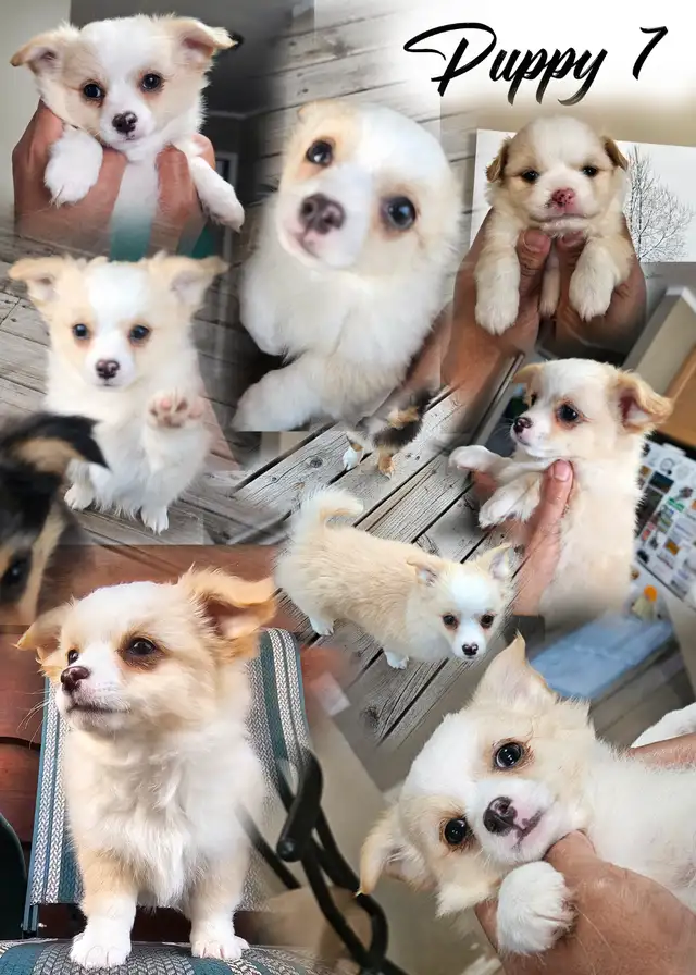 Adorable Long-Coat Chihuahua - (Last Pup has been Reserved) in Dogs & Puppies for Rehoming in Winnipeg - Image 9