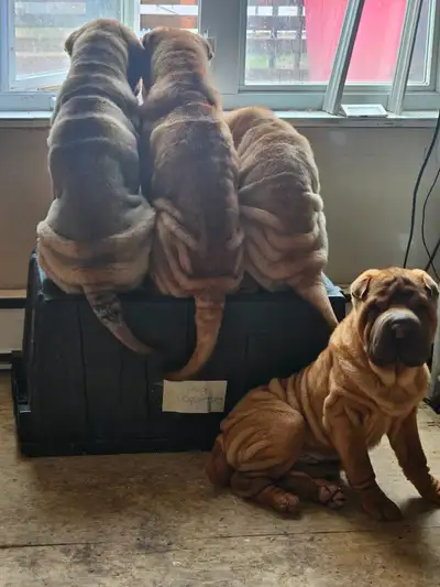 Chien Shar-pei a Vendre!, View more