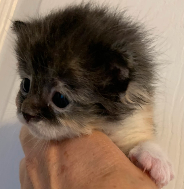 Super cute and fluffy Bengal/Ragdoll Mix kittens Cats & Kittens for