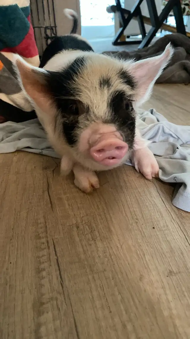 Kunekune Barrows in Livestock in Lethbridge - Image 4