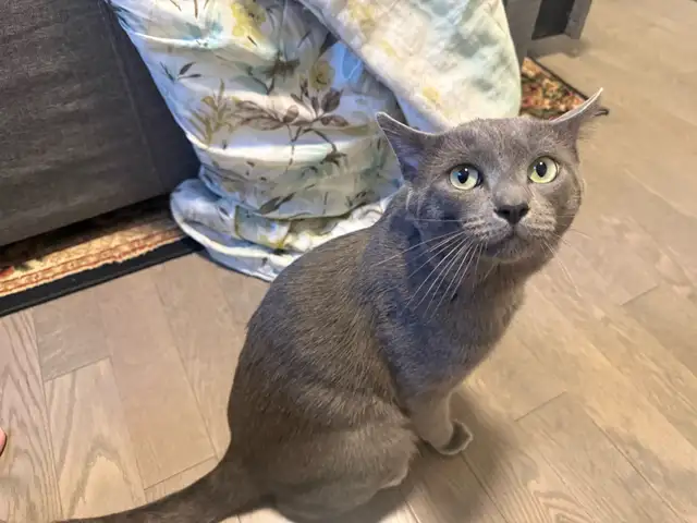 Russian blue  male cat.       Taking offers in Cats & Kittens for Rehoming in Oakville / Halton Region - Image 2