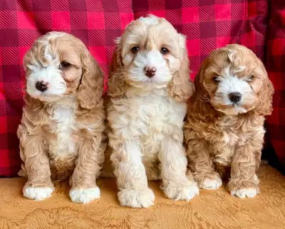 We have a litter of 3 most gorgeous mini cockapoo puppies ready for new owners! They all have very u...