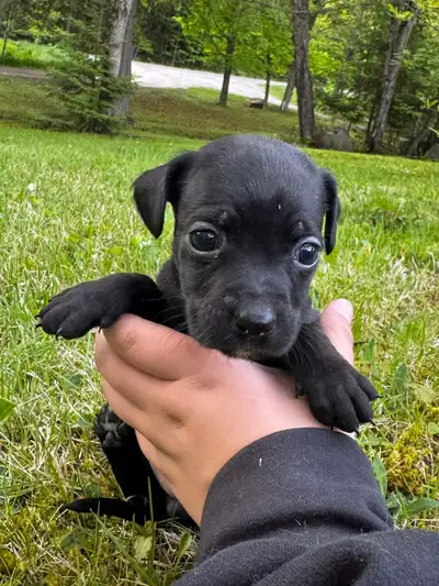MINI PITBULL CROSS PUPPIES AVAILABLE, UNPLANNED LITTER, View more