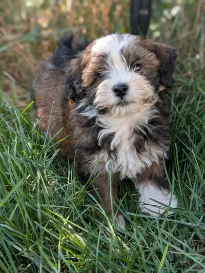 Havanese Puppies, View more