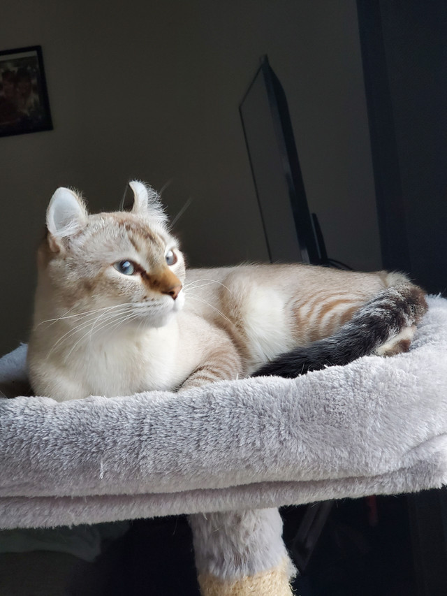 Highland Lynx dans Chats et chatons à adopter  à Granby