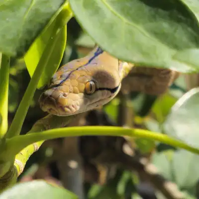 Juvenile Reticulated Pythons – Available now, View more