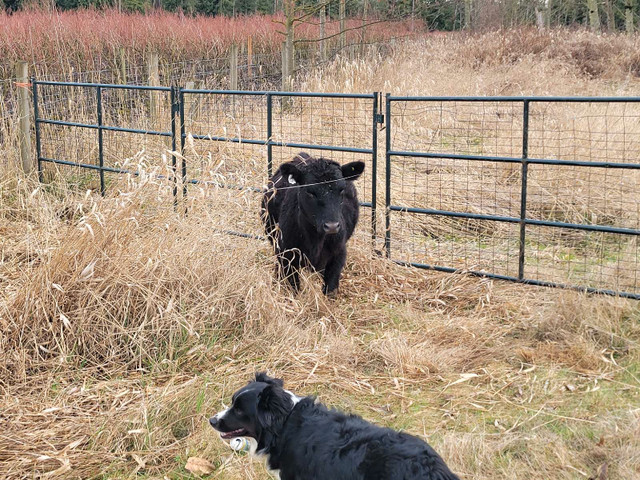 Lowline Heifers Bred & Open in Livestock in Delta/Surrey/Langley