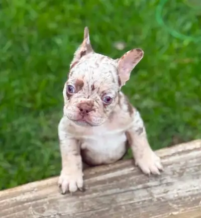 Bulldog francais french bouledogue, View more