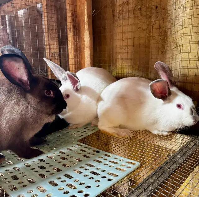 New Zealand x Rabbits for Sale. Breeding Trios available. Vernon in Livestock in Vernon - Image 8