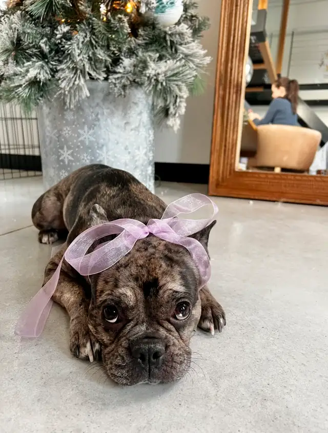 French bulldog rehome in Dogs & Puppies for Rehoming in Winnipeg - Image 6