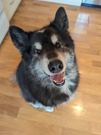 Rehoming: 6+ Year Old Male Samoyed/Malamute, View more