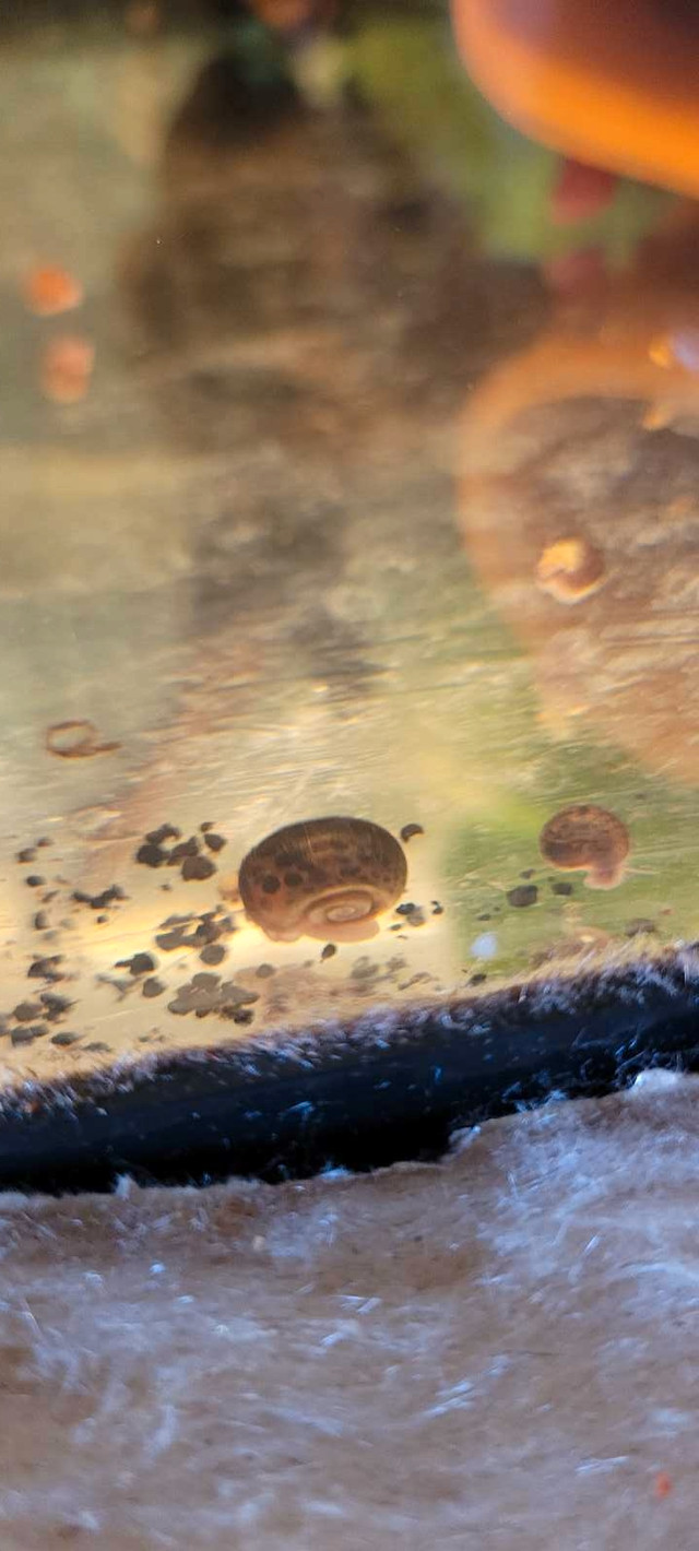 ramshorn snails in Fish for Rehoming in Mississauga / Peel Region - Image 3